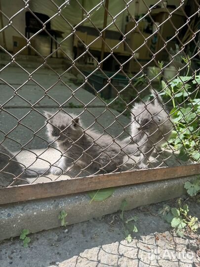 Кошки в добрые руки бесплатно