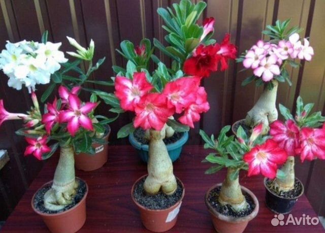 Адениум (Роза пустыни)