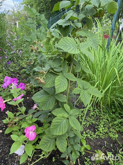 Ежевика саженцы