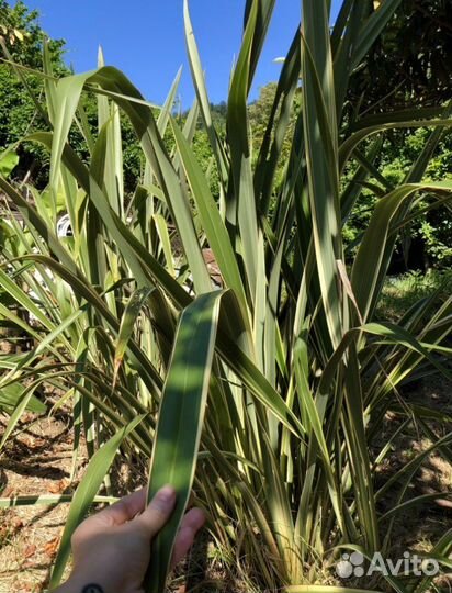 Пальмы:банановая, трахикарпус. Лен,Бешорнерия,Юкка