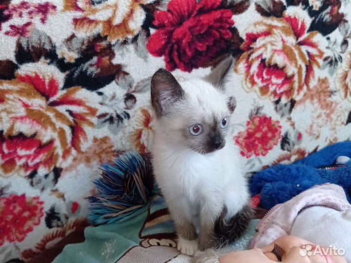 Сиамская кошка