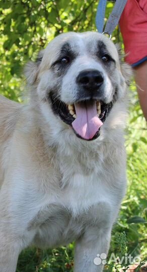 Среднеазиатская овчарка алабай в добрые руки
