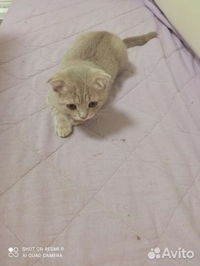 Шотландская вислоухая кошка бесплатно