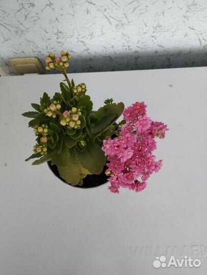 Каланхоэ декоративный розовый