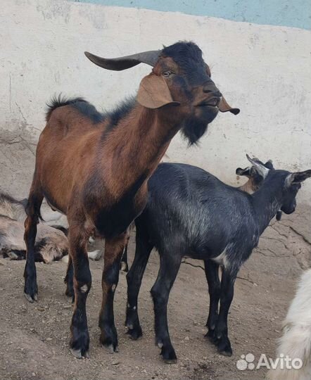 Чешский козел на случку