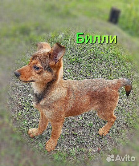 Небольшие щенки