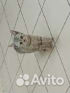 Котенок мальчик бесплатно