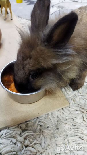 Декоративный кролик