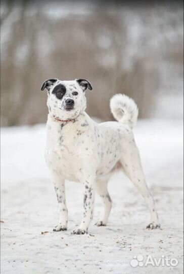 Собака из приюта