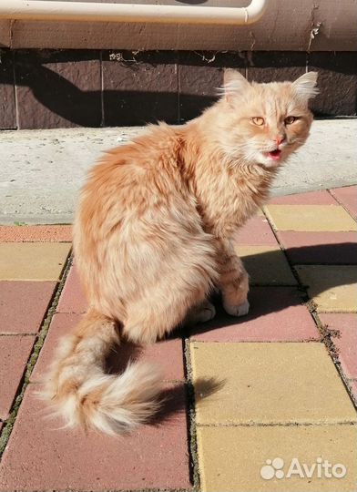 Рыжий кот