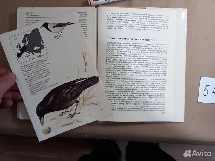 Певчие птицы Штястный К