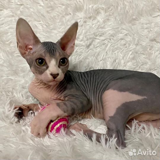 Канадский сфинкс котенок