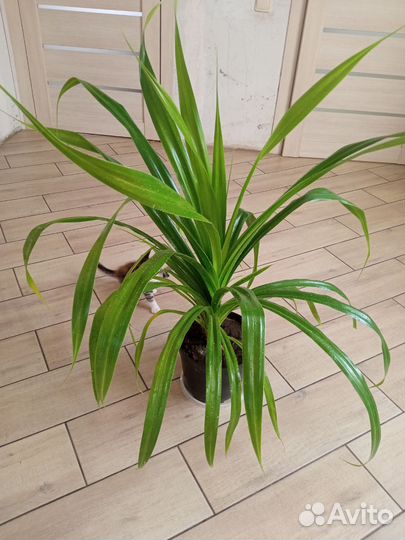 Пальма Панданус