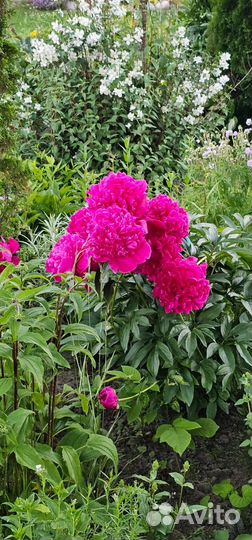 Ирис эхинацеи рудбекии