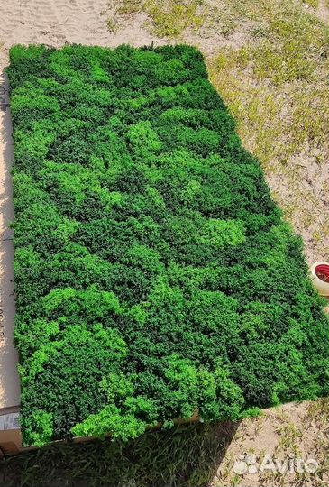 Яркий, сочный, насыщенный мох кочки