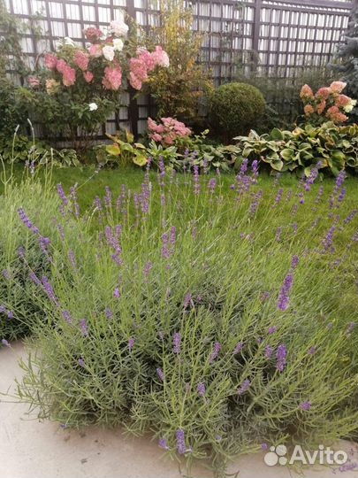 Букет из лаванды