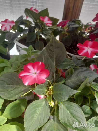 Рассада однолетних цветов и многолетних