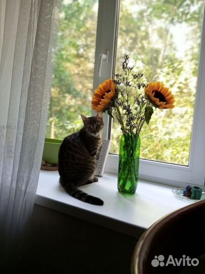 Отдам кошку в добрые руки