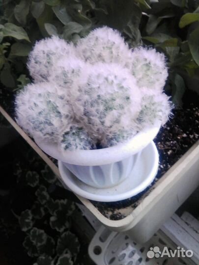 Кактус Маммиллярия Плюмоза (mammillaria plumosa)