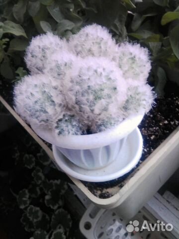 Кактус Маммиллярия Плюмоза (mammillaria plumosa)