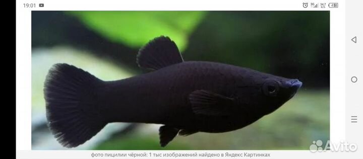 Пицилия чёрная