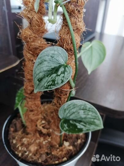 Сциндапсусы сортовые