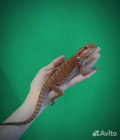 Передержка рептилий