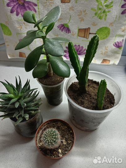 Комнатные цветы