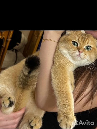 Ищем кошку для вязки