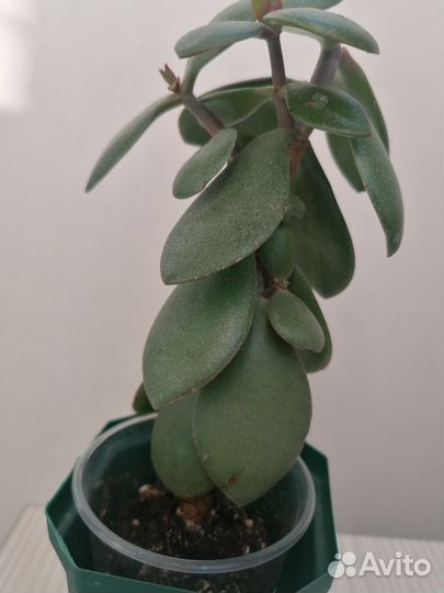 Крассула толстянка