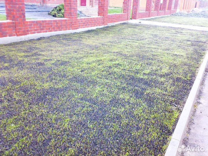 Посевной газон, посев газона