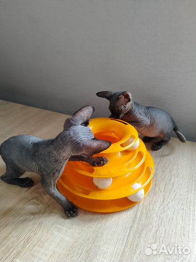 Канадский сфинкс