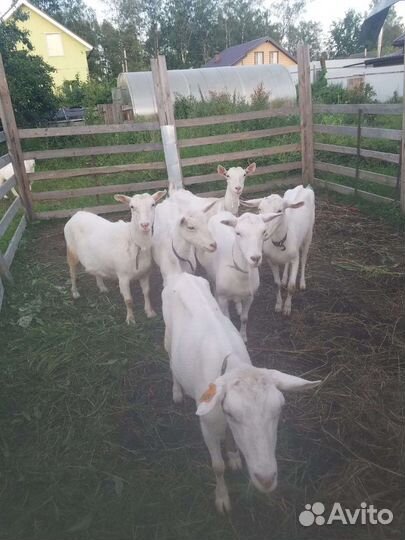 Зааненская дойная коза