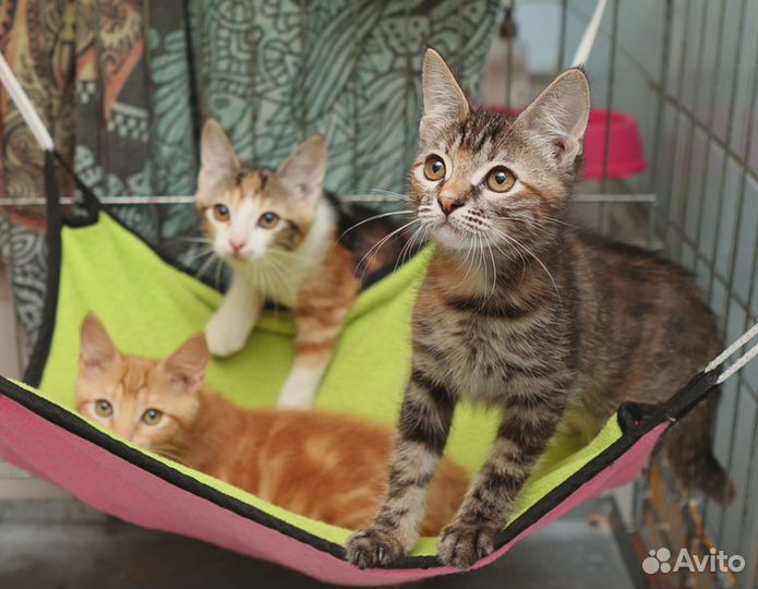 Кошечка Гермиона, 3 мес