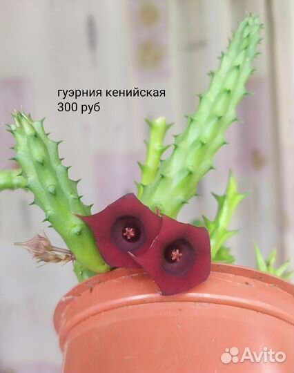 Суккуленты