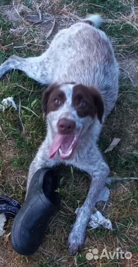 Щенок Дратхаар