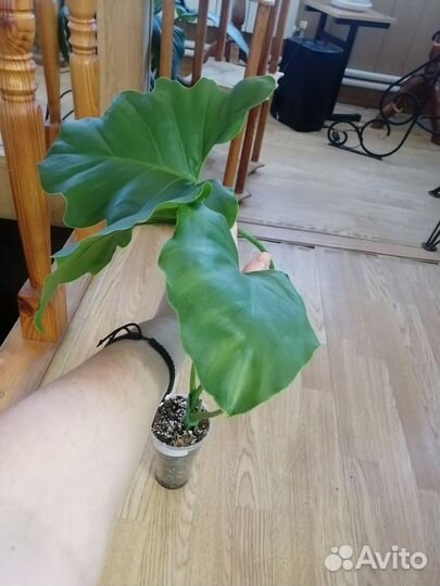 Филодендрон эванса вариегатный