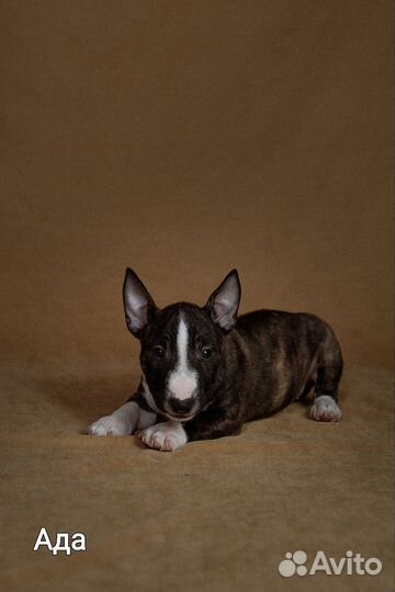 Щенки мини бультерьера