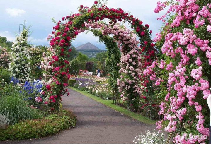 Арка-Металлическая Виноград Розы