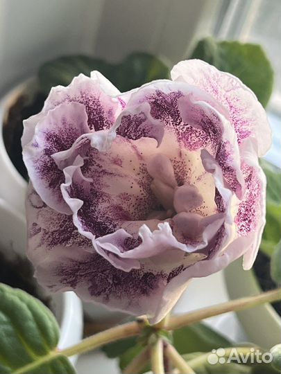 Глоксинии сортовые