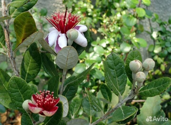 Фейхоа съедобная комнатная большое дерево, экзоты