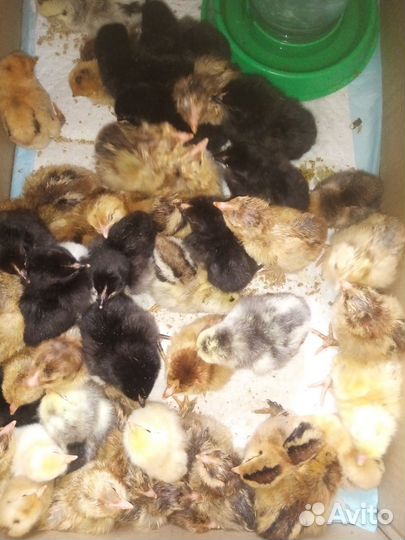 Цыплята
