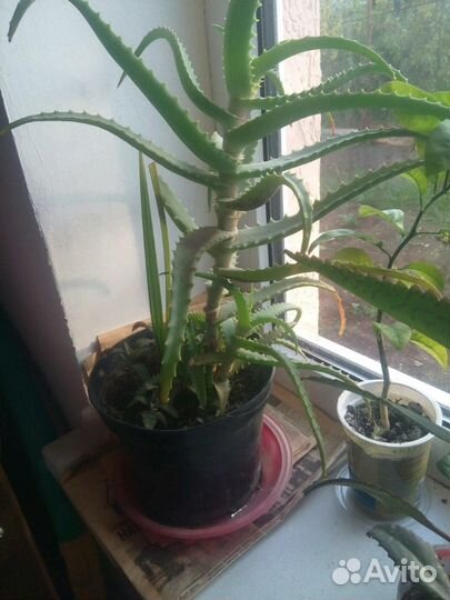 Хлорофитум,Алоэ Вера, Каланхоэ,Пальмы фиников/веер