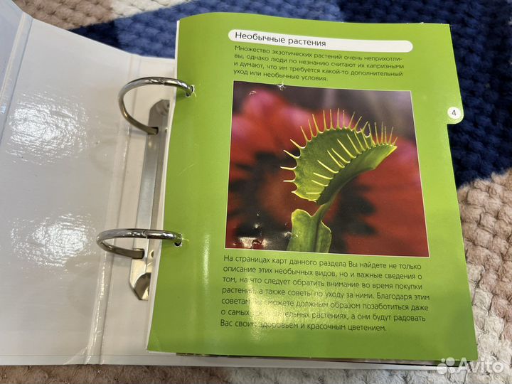 Цветы для дома шаг за шагом