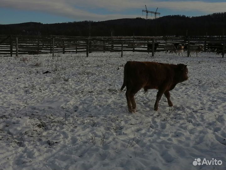 Бычки живым весом