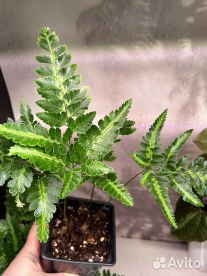 Папоротник румора вариегатная