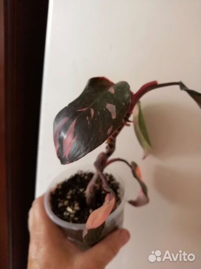 Розовая принцесса