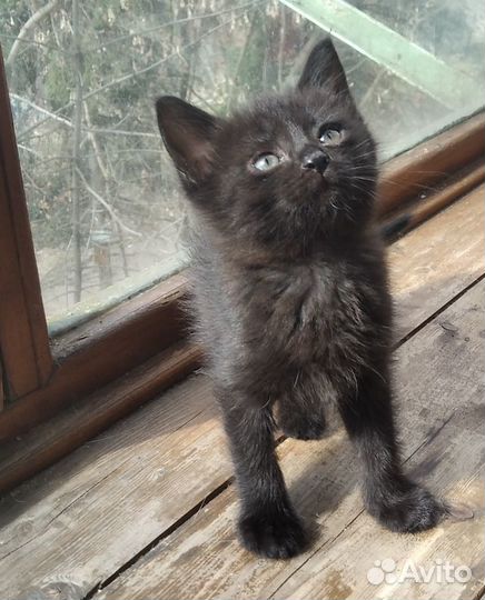 Черный котенок