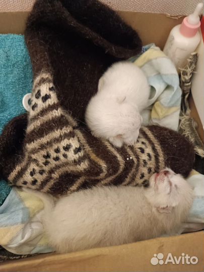 Котята (м/м) В добрые руки