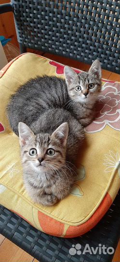 Котята-девочка и мальчик в добрые ручки